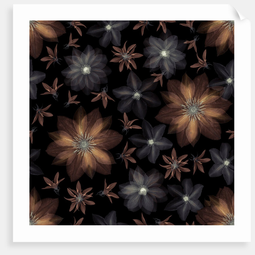 Clematis flowers by Assaf Frank